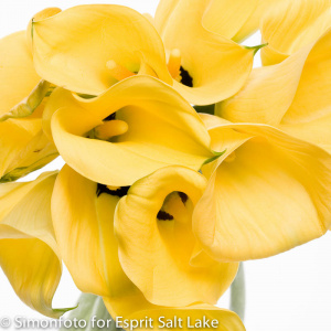 Mini Calla Yellow - lilies