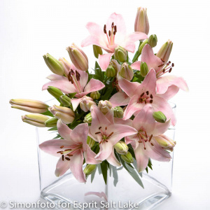 Lilies Light Pink