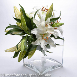 Oriental White - lilies