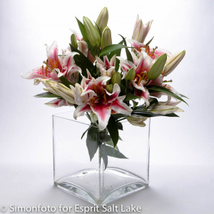 Oriental Stargazer - lilies