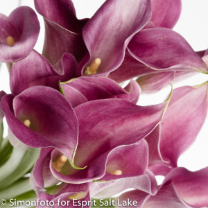 Mini Calla hot pink - lilies