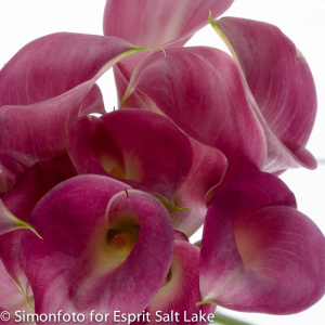 Mini Calla dark pink - lilies