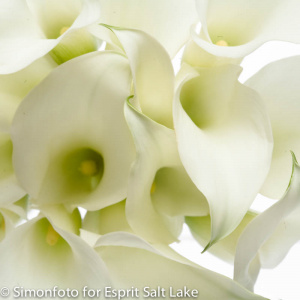 Mini Calla white - lilies