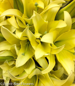 Yelloween Oriental - lilies