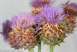 Artichoke blooming - novelty