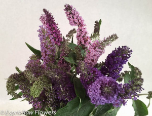 Butterfly Bush - novelty