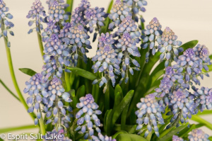 Muscari - novelty