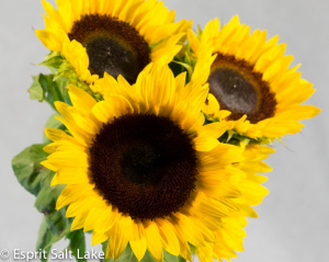 Sunflower - novelty