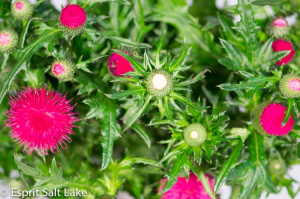 Cirsium hot pink - novelty