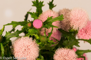 Cirsium pink - novelty