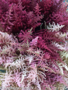 Astilbe - novelty