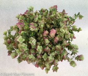 Blooming Oregano - novelty