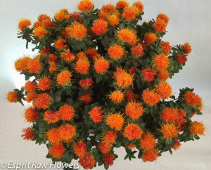 Safflower September - novelty