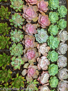 Succulents assorted