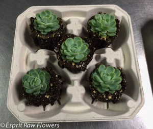 Cupcake succulents