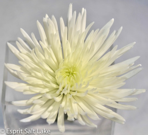 Fuji white - poms