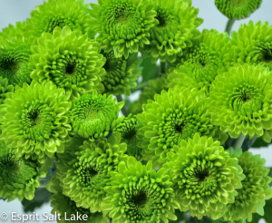 Button green - poms