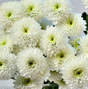 Button white - poms