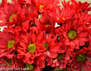 Daisy red - poms