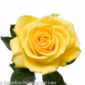 Yellow Coral - roses