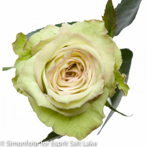 Green Fashion - roses