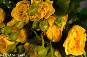 Lemon Pom Garden Spray Rose