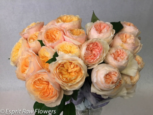 David Austin Roses