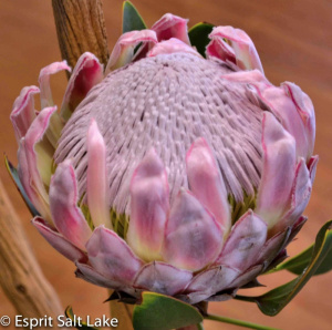 King Protea