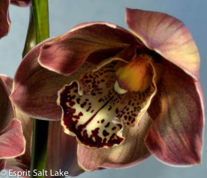 Cymbidium brown