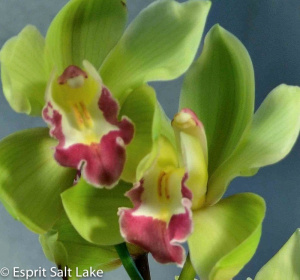 Cymbidium green