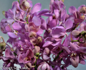 Makara lavender - tropicals