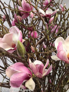 Tulip Magnolia