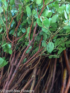 Blooming Manzanita