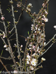 Almond branches February