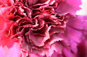 Carnation Fuscialicious