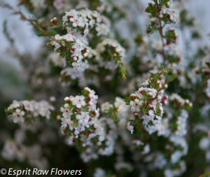 Spirea