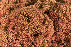 Rice Flower