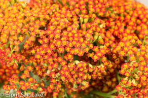 Sedum orange