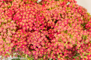 Sedum red