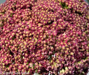 Yarrow burgandy