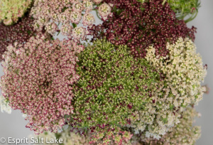 Yarrow