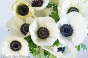 Anenome white