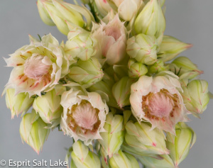 Bridal Protea