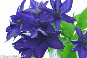 Clematis purple