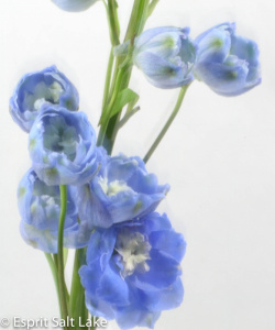 Delphinium Hybrid light blue