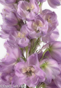 Delphinium Hybrid purple - flowers