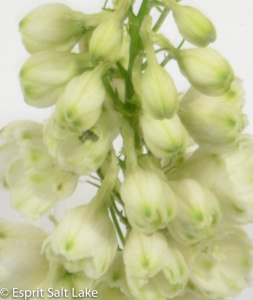 Delphinium Hybrid white - flowers