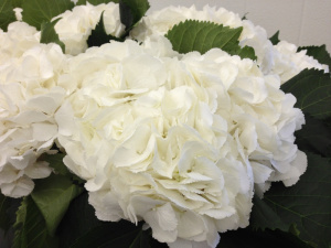 Hydrangea White Holland