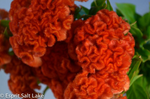 Coxcomb orange - flowers