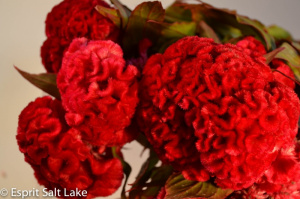 Coxcomb red - flowers